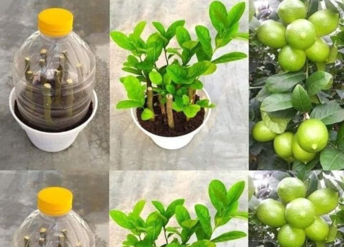 como puedo germinar semillas de limon en mi hogar