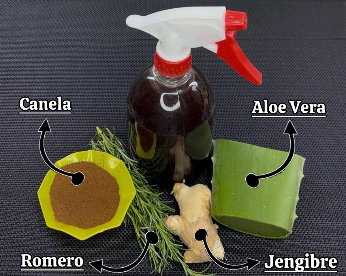 Shampoo casero para frenar la caída del cabello y tu cabello crecerá aceleradamente sin parar.