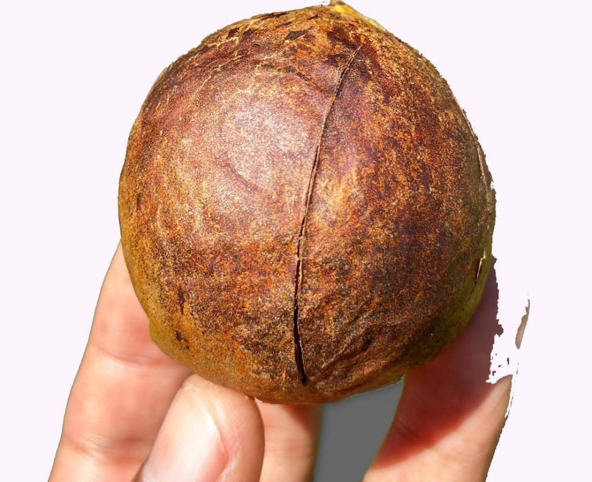 usos de la semilla de aguacate o hueso de palta