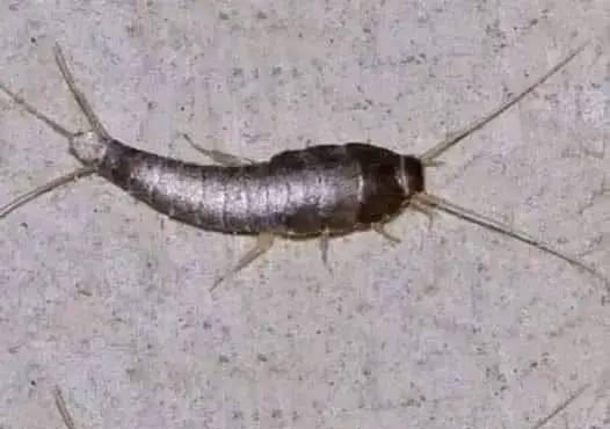 Insectos que deberías tener bajo control en casa (y cómo identificarlos)