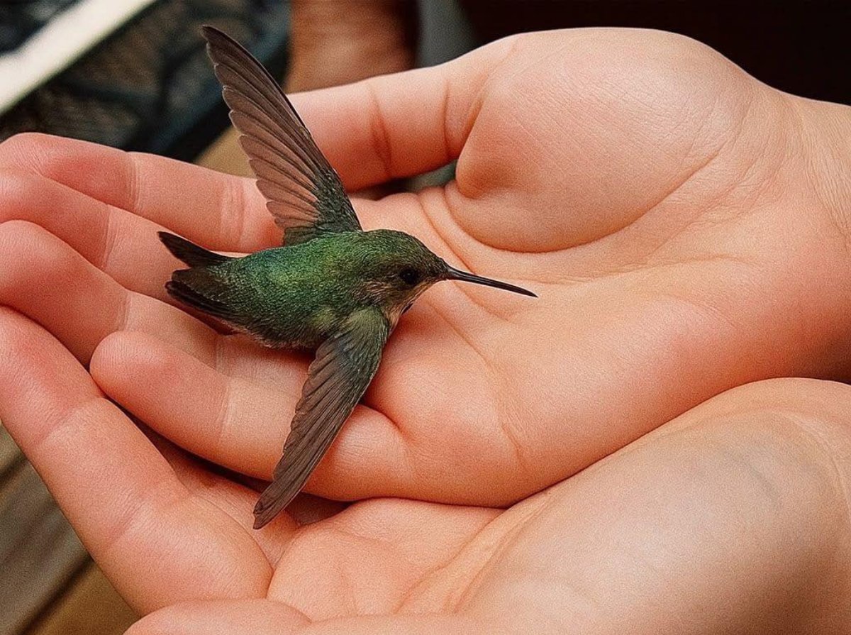¿Sabías que si un colibrí llega a tu casa significa algo especial?