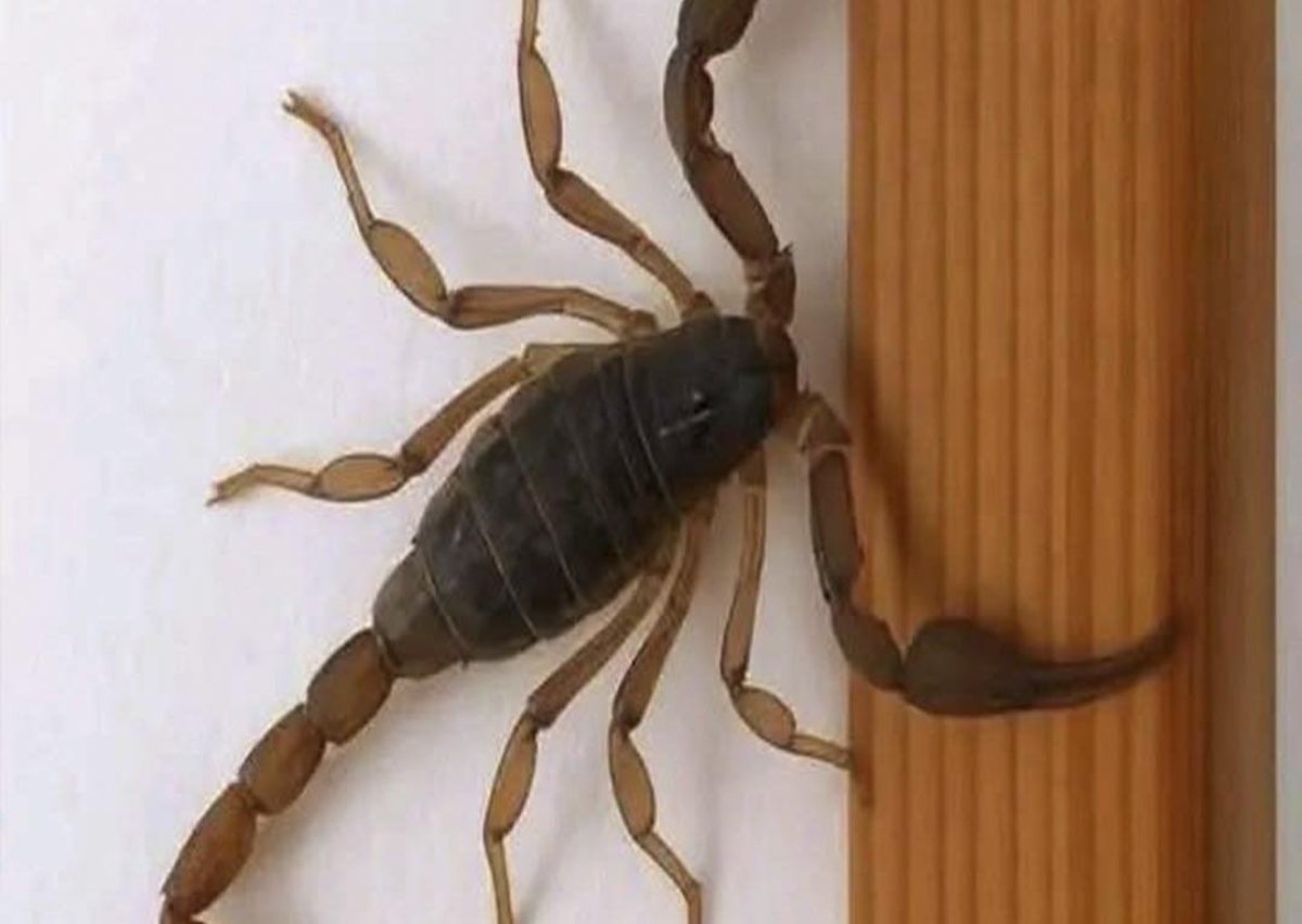 Alacranes en casa: lo que podrían estar tratando de decirte