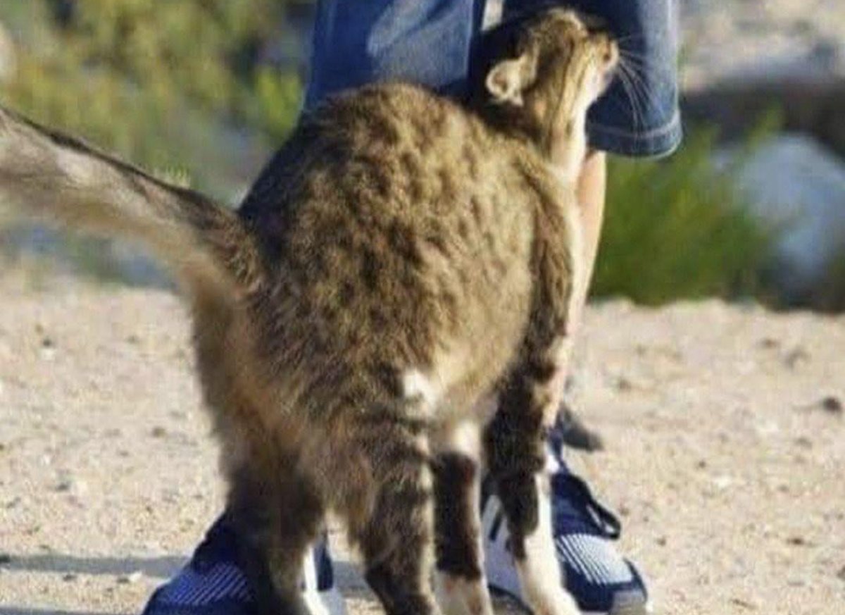¿Por qué los gatos se frotan contra nosotros? La verdad detrás de este curioso comportamiento