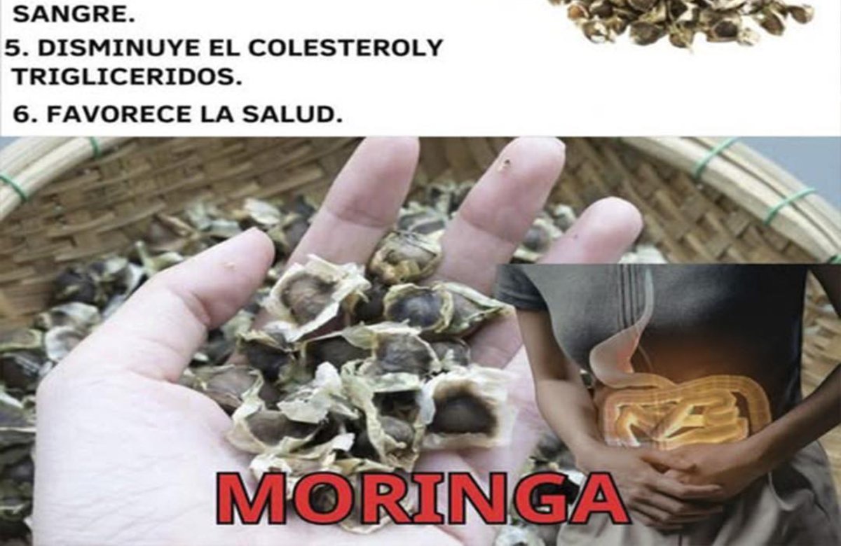 Moringa Para La Vista: Secretos naturales que cuidan tus ojos y mejoran la visión 👀👇 Para seguir recibiendo mis recetas, solo debes decir algo… ¡Gracias!