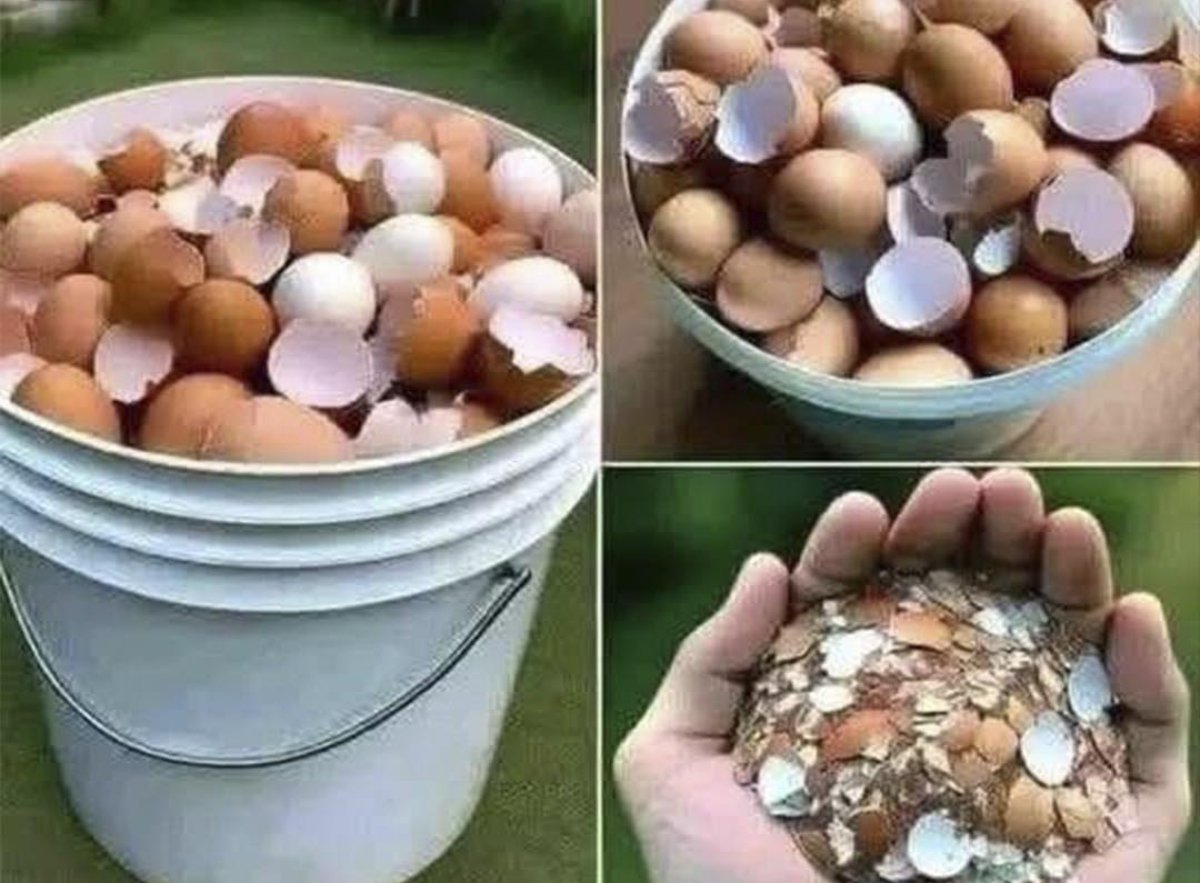 No las tires: lo que puedes hacer con las cáscaras de huevo en casa