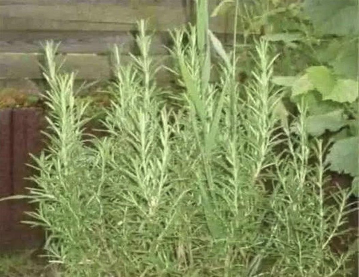 Romero: Propiedades, Beneficios y Usos para la Salud y el Bienestar