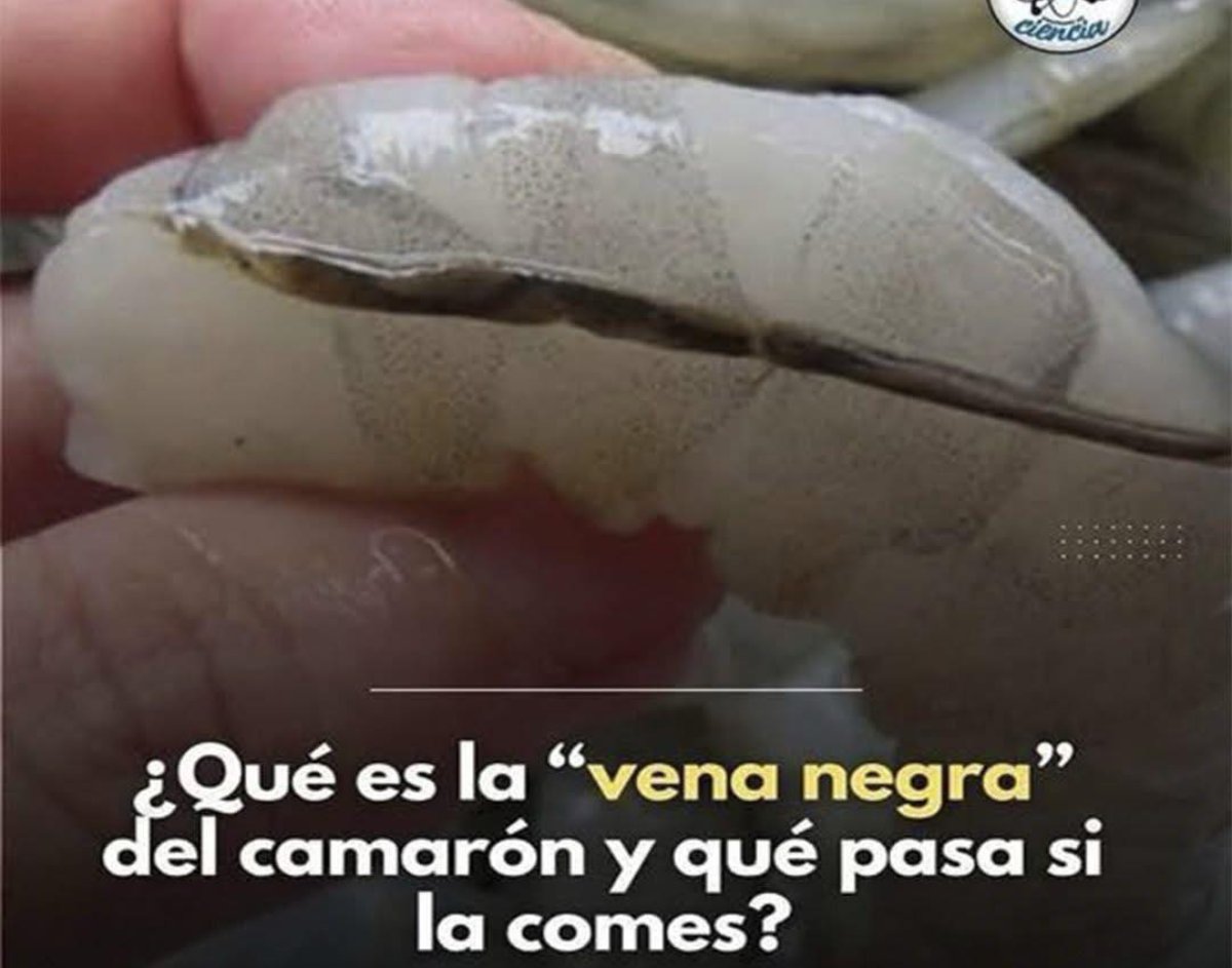 Descubriendo la Vena del Camarón: Lo que Muchos Ignoran y Deberían Saber