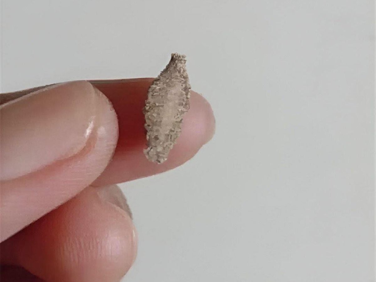 La fascinante tarea de identificar insectos: cómo descubrir qué especie tienes delante