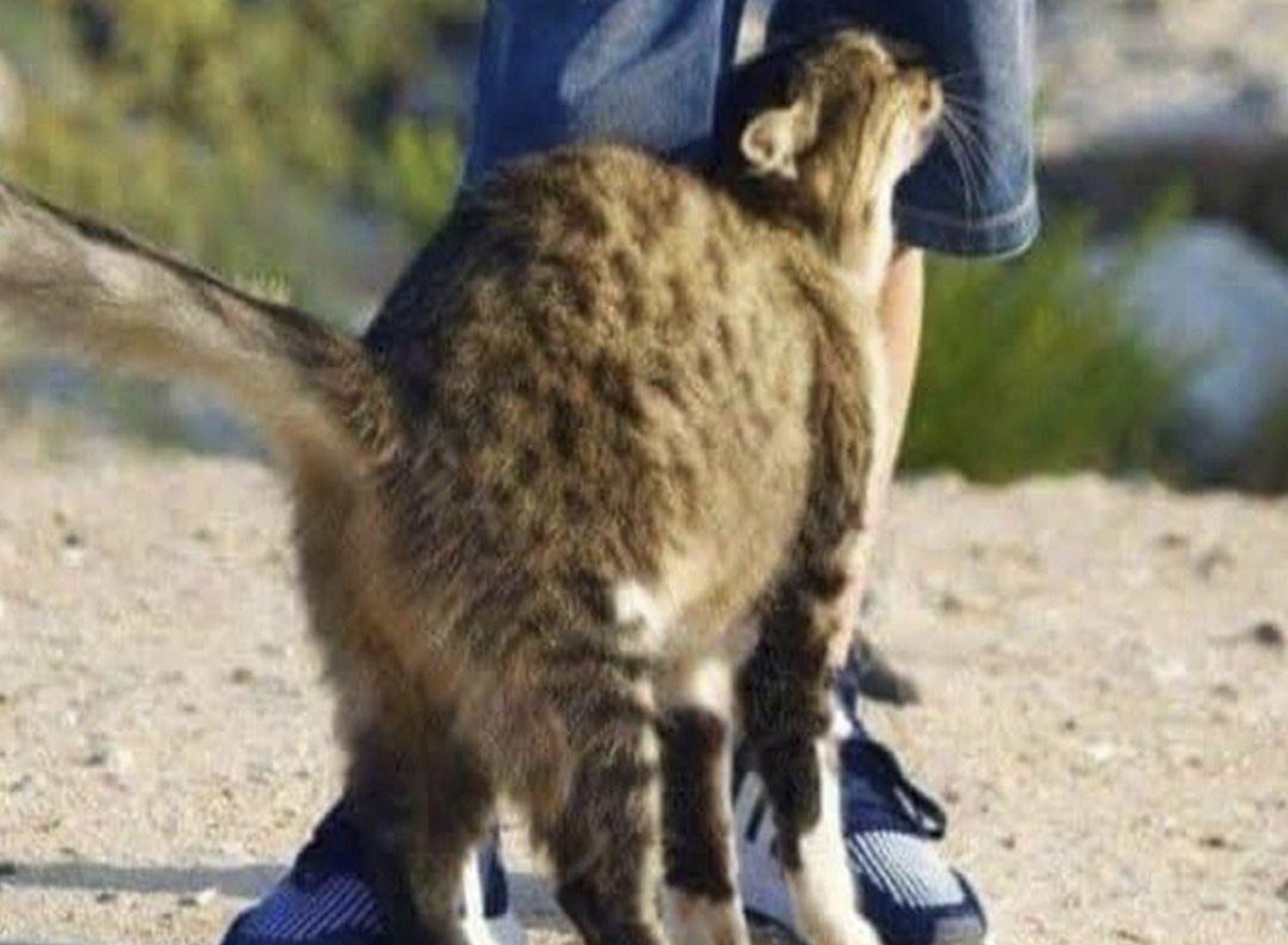 ¿Por qué los gatos se frotan contra nosotros? La verdad detrás de este curioso comportamiento