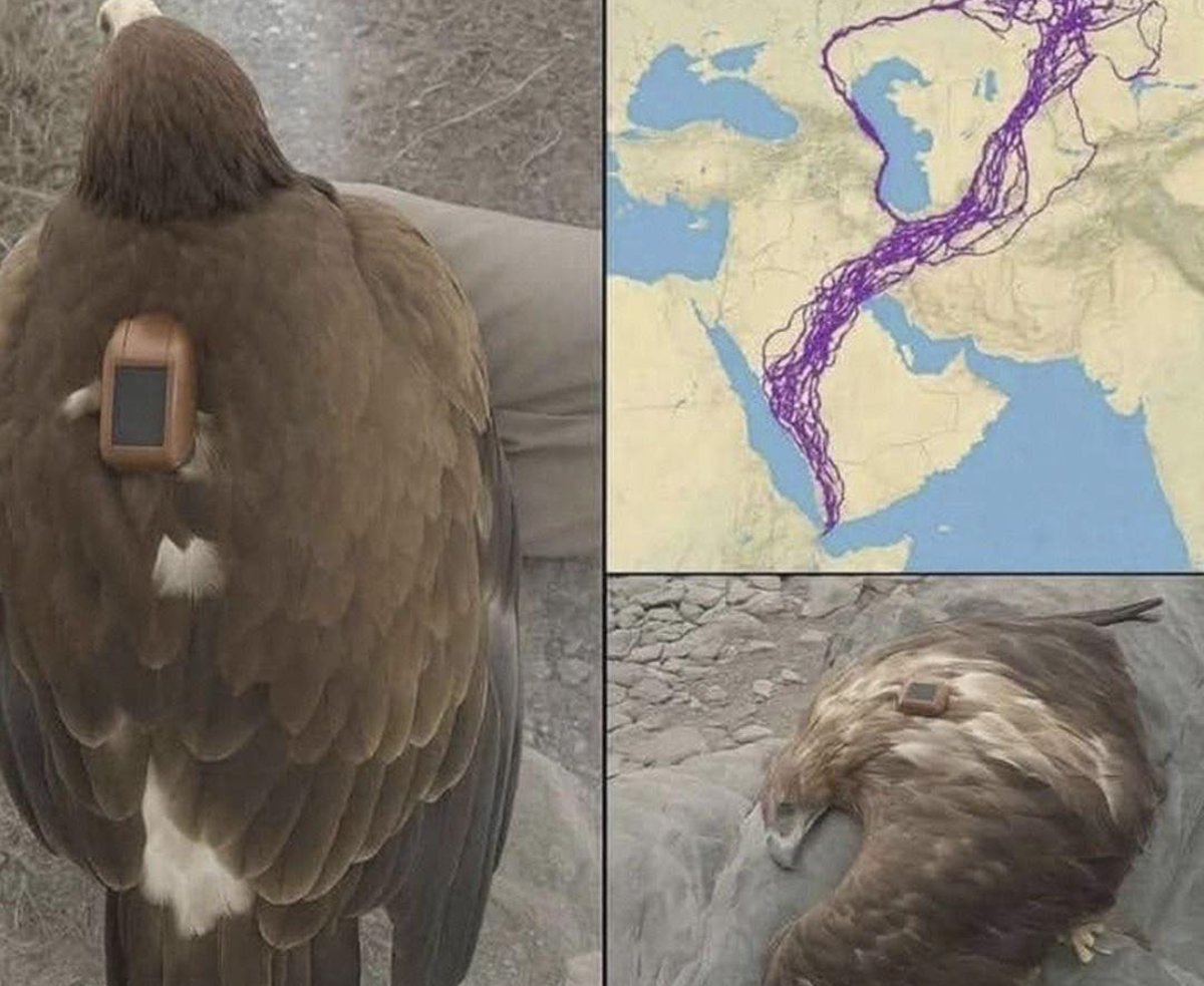 El Asombroso Viaje de un Águila: 20 Años de Migración