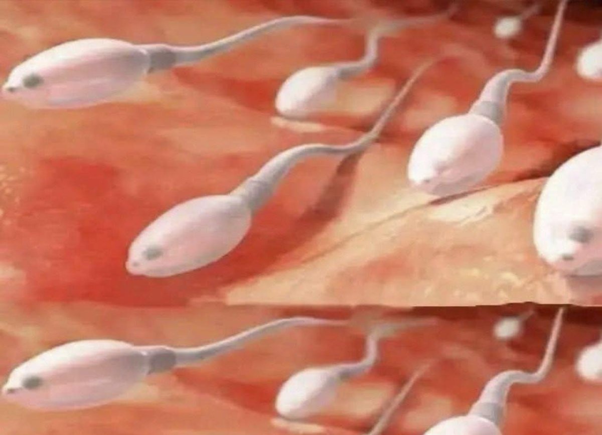 Beneficios de la Alimentación Natural para la Salud Reproductiva