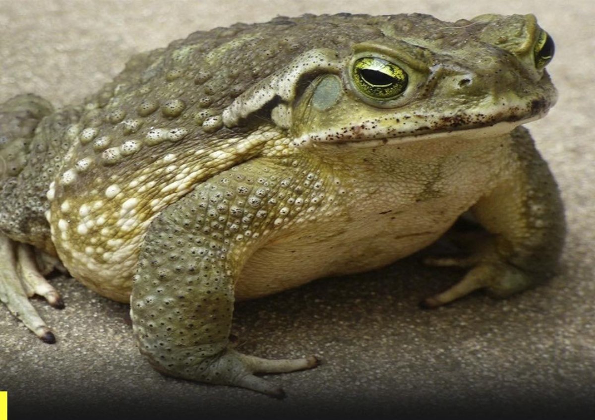 ¿Por qué los sapos llegan a tu hogar? Descubre lo que significa su presencia