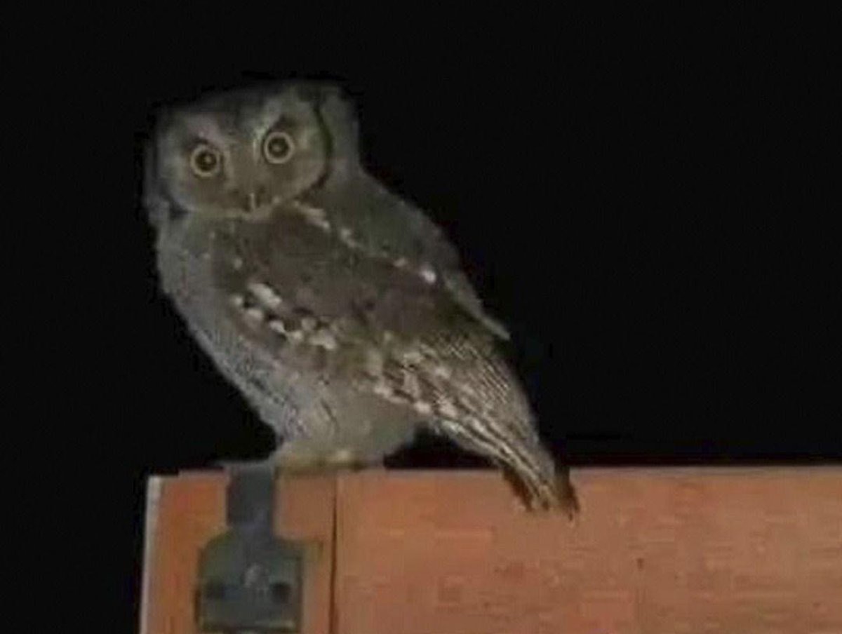 Lechuzas: Mensajeras de Sabiduría y Protección