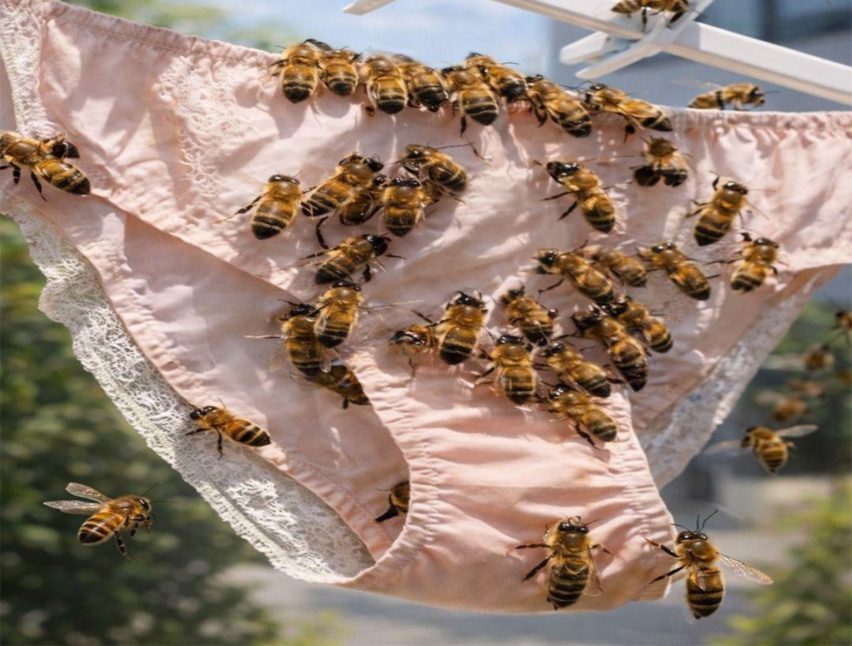 ¿Por qué las abejas se posan en la ropa interior? La razón real