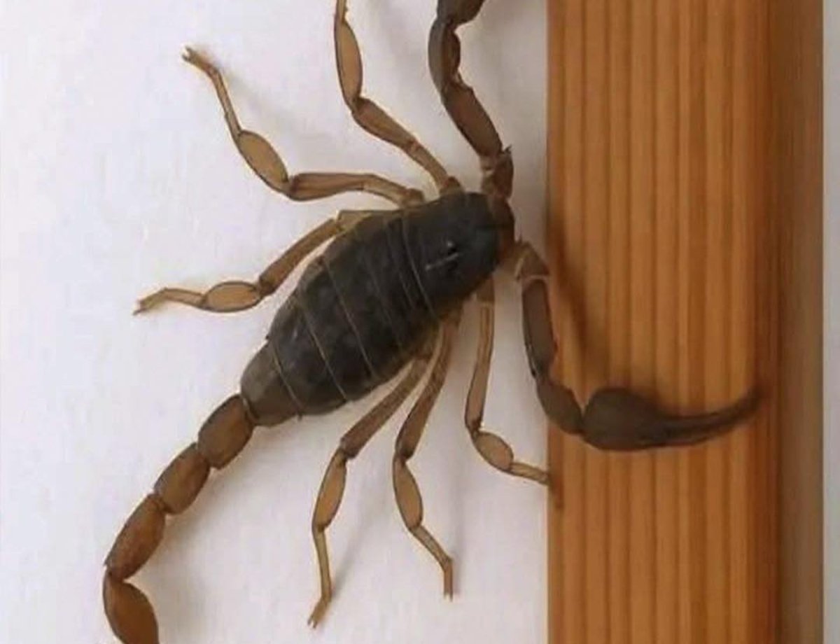 Alacranes en casa: lo que podrían estar tratando de decirte