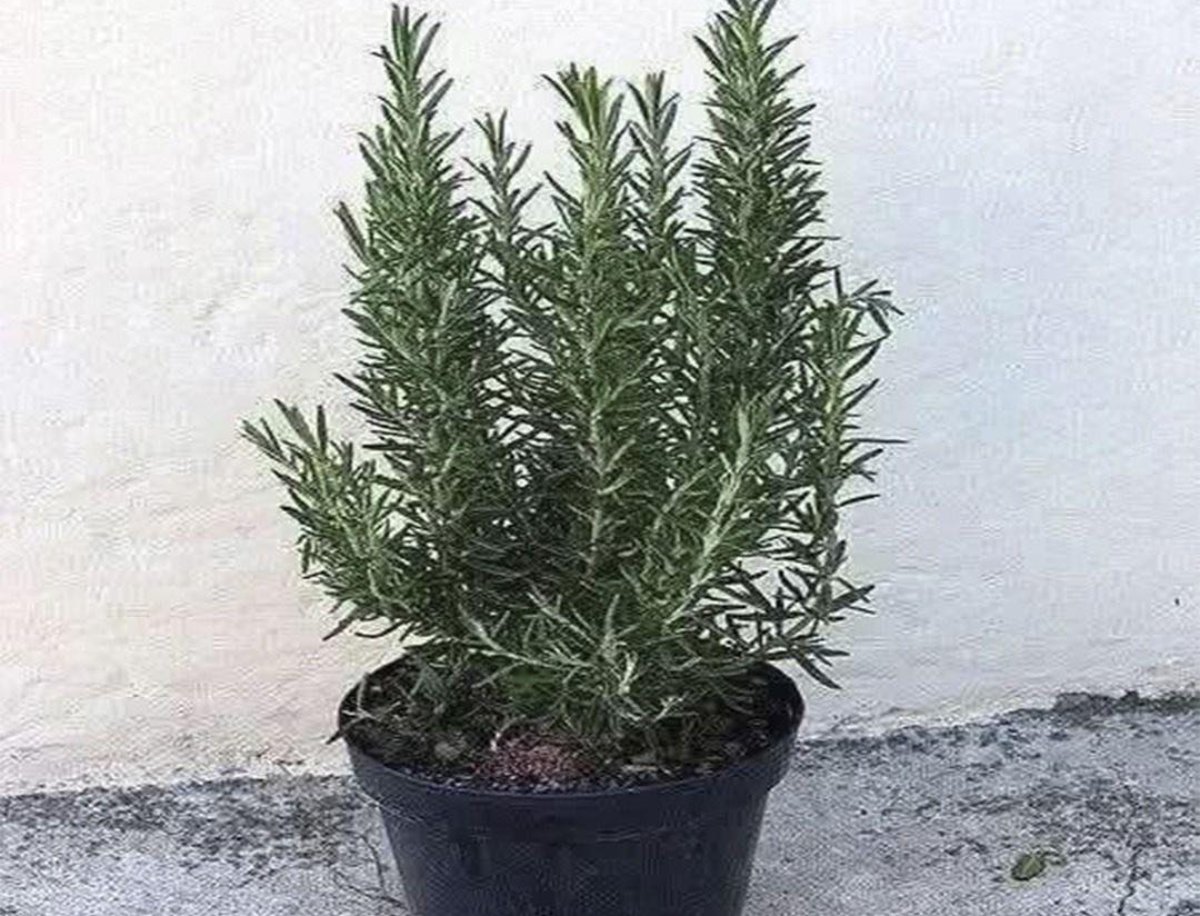 Propiedades curativas del romero: el secreto natural que nunca pasa de moda