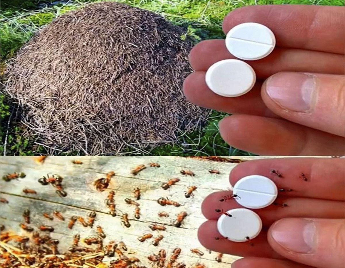 La trampa casera que elimina las hormigas para siempre sin usar pesticidas