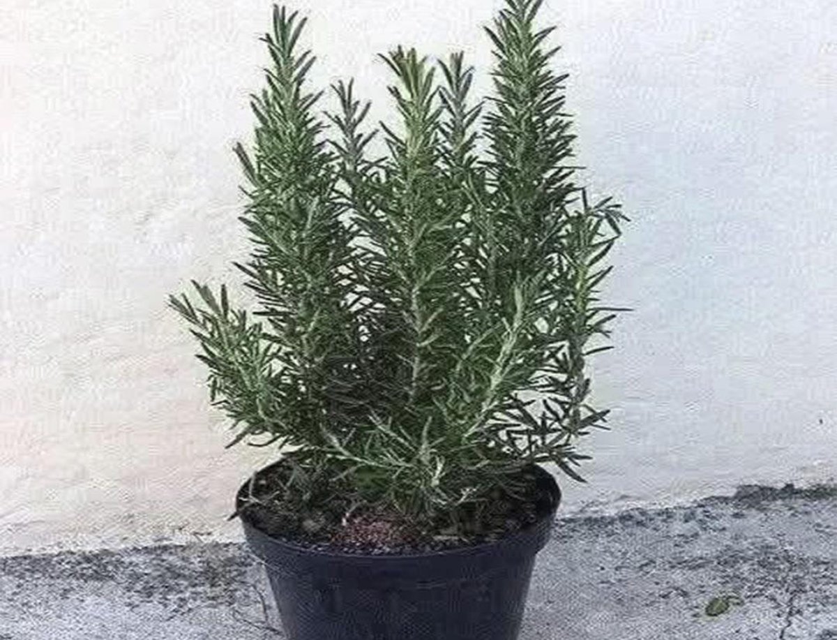 Estas son las propiedades y los beneficios del romero