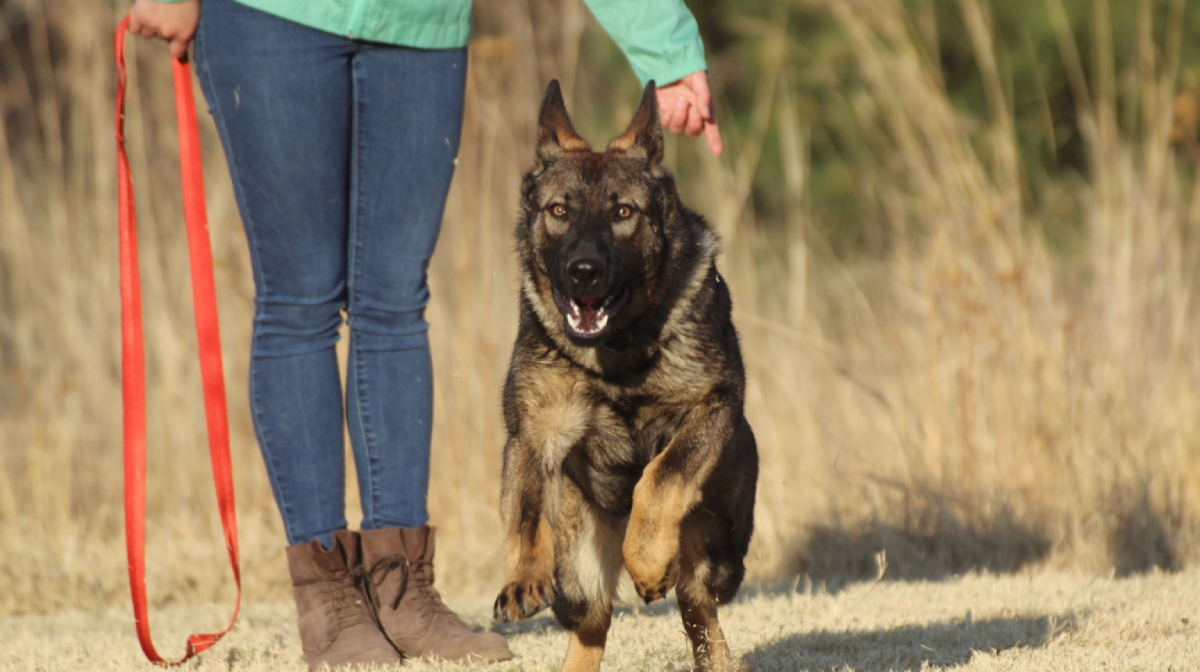Perro K9 se niega a obedecer — Lo que descubre sobre el estudiante deja a todos en shock