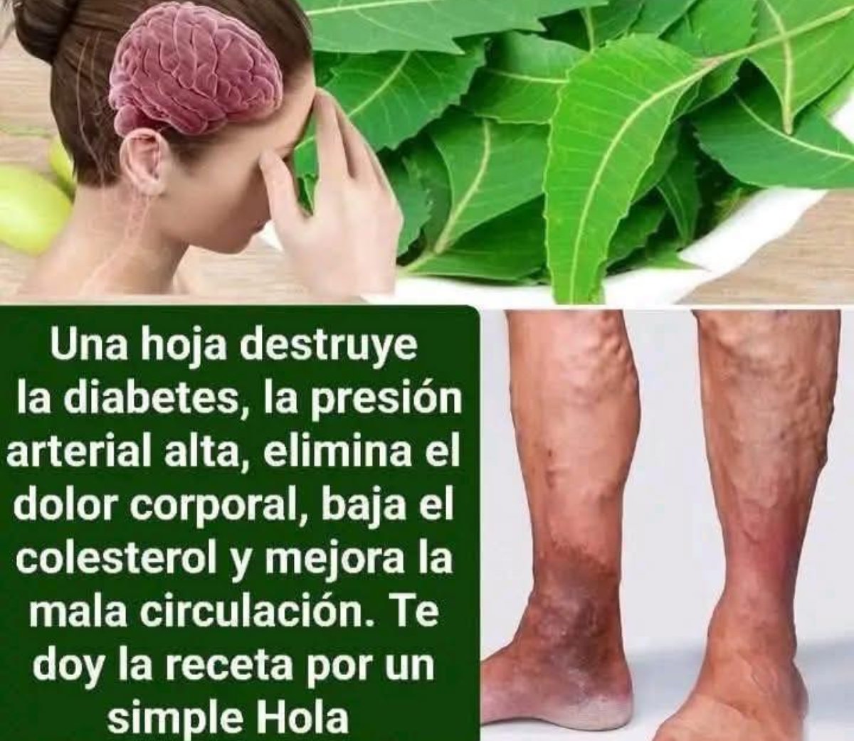 Descubre los Poderosos Beneficios de las Hojas de Neem para Tu Salud